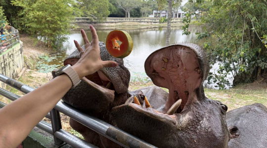 サファリライド・カバが近い！カバへの餌やり体験